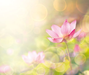 Lotus-flower