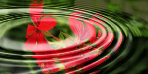 Gentle ring of water and red flower